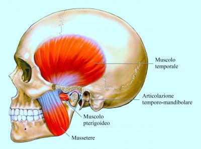 muscolo massetere,temporale,pterigoideo