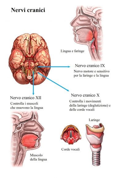 nervi cranici,glossofaringeo