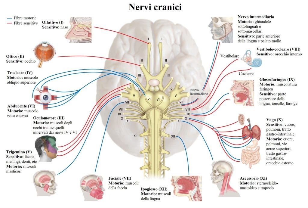 nervi cranici oculomotore trocleare e abducente
