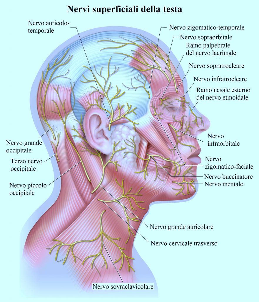 nervo occipitale,buccinatore,auricolare,sopratrocleare