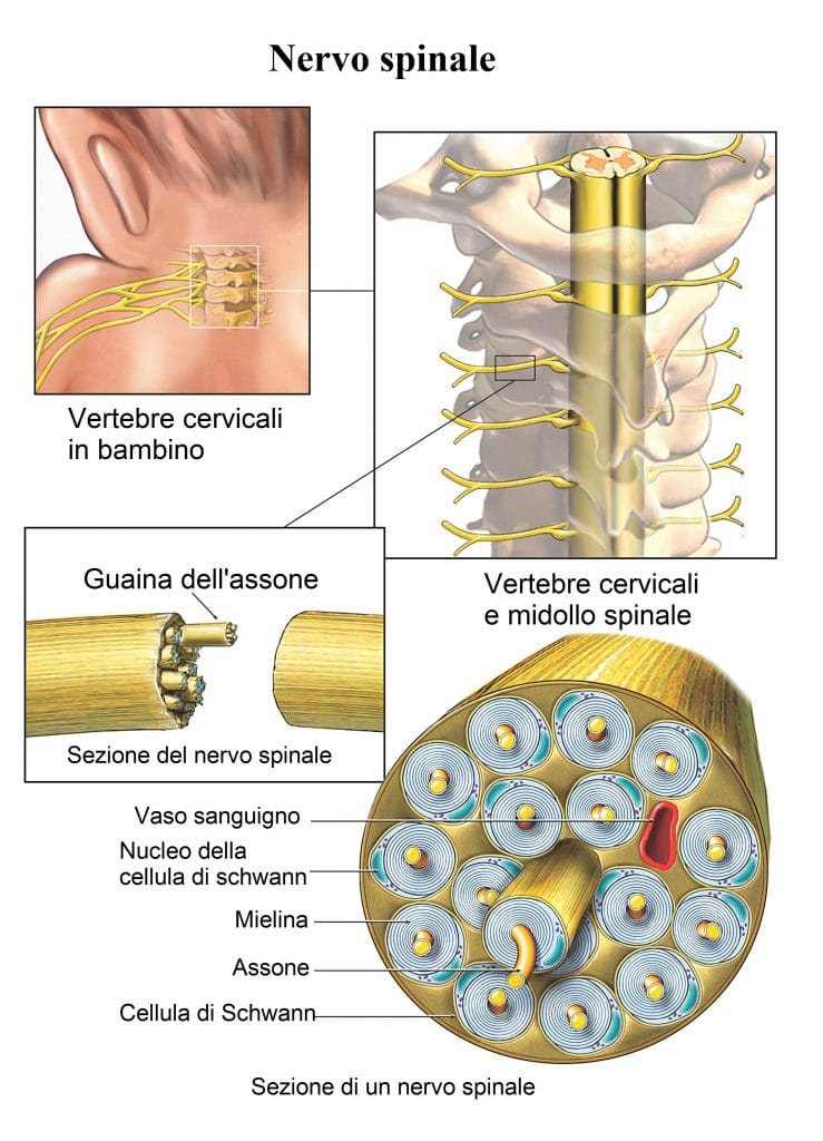 Nervo spinale,assone,guaina mielinica