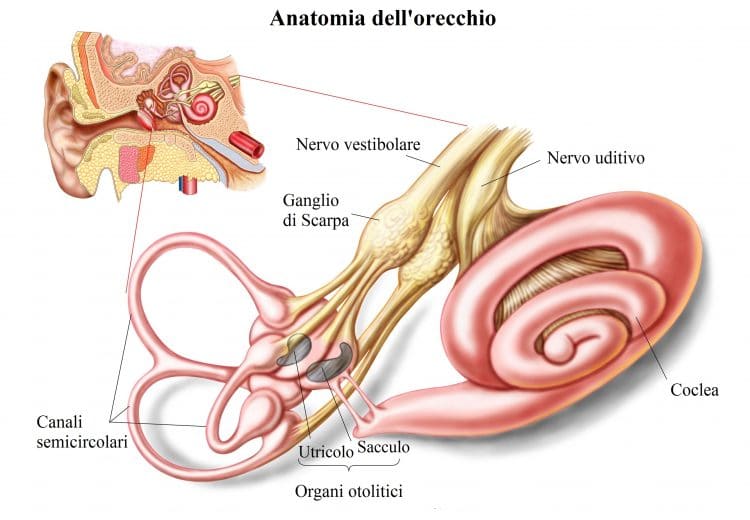 Canali semicircolari,orecchio interno,utricolo, sacculo,coclea