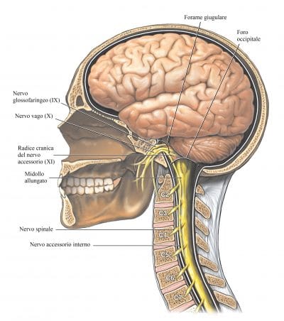 Anatomy of the Brain and Cranial Nerves