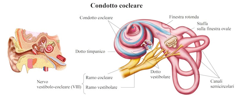 orecchio interno,coclea,canali semicircolari