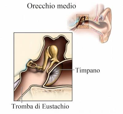 orecchio medio,timpano