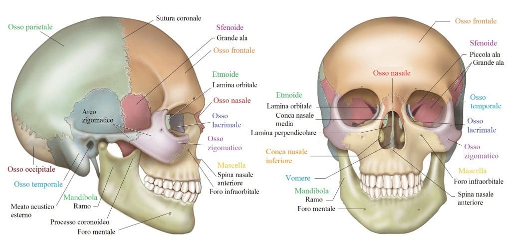 Cranio,occipite,sfenoide,temporale,mandibola
