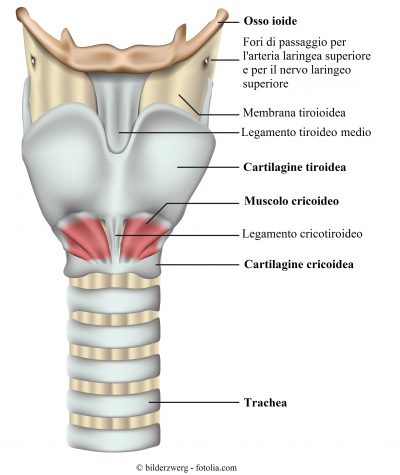 osso-ioide-tiroide-cartilagine