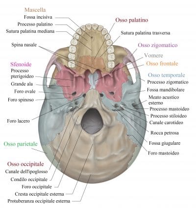 Osso occipitale,forame,temporale,mascella,palatino