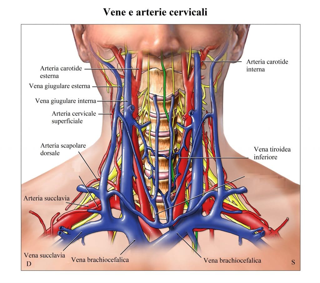 Arterie carotidi,vena giugulare,tiroide,colonna vertebrale