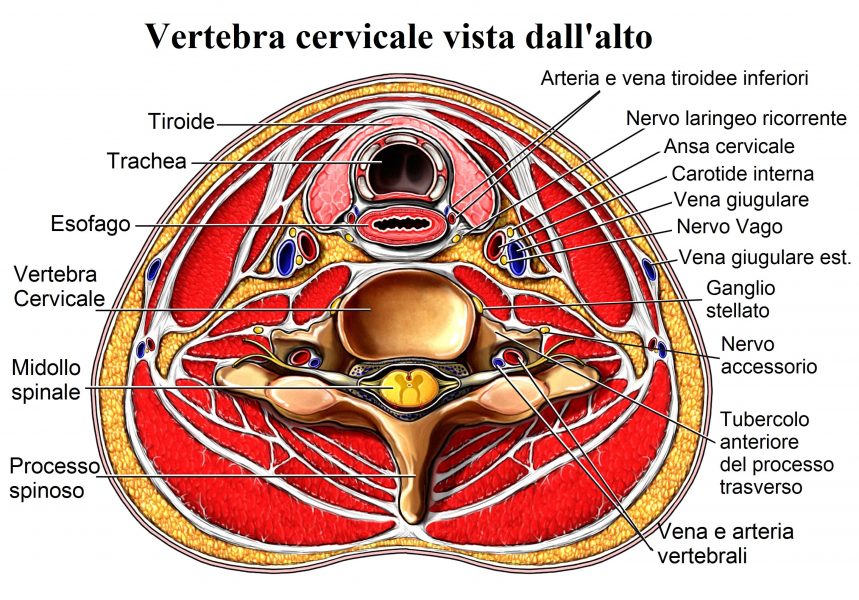 Vertebra cervicale,c4,c5,anatomia,esofago,tiroide,trachea