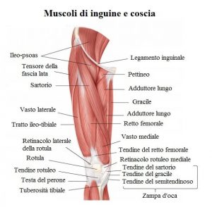 Muscoli-dell'inguine,coscia,pubalgia