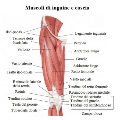 Muscoli dell'inguine,coscia,pubalgia