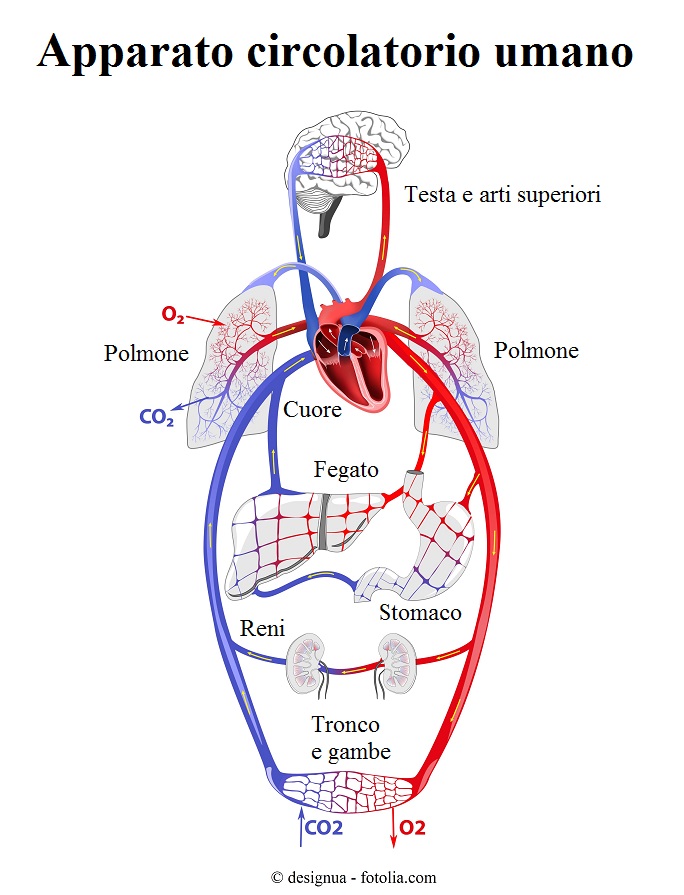 Apparato-circolatorio-cuore-polmone