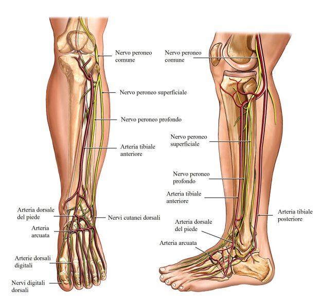 Arterie,gambe,caviglia,circolazione