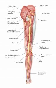 Nervo sciatico muscoli posteriori coscia