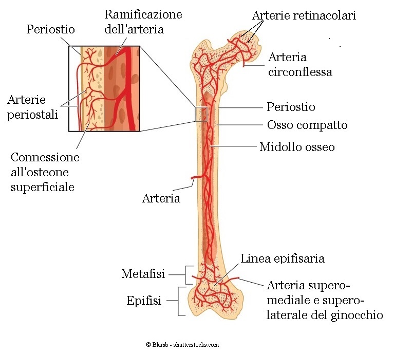 arterie-testa-femore
