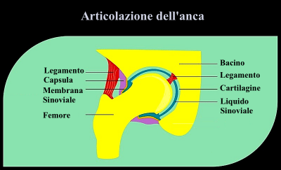 articolazione,anca,cartilagine,membrana,sinoviale,femore