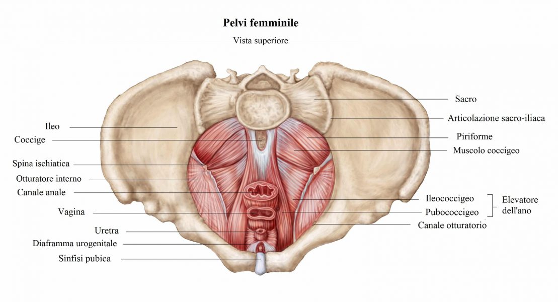 Riabilitazione perineale,pavimento pelvico,elevatore dell'ano