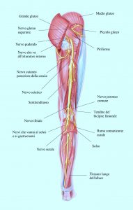 Nervo sciatico,gamba,posteriore