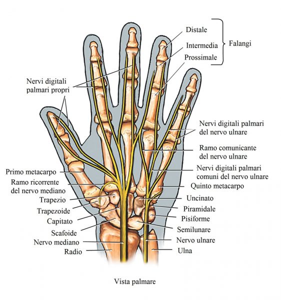 Nervi della mano,ulnare,radiale,digitali