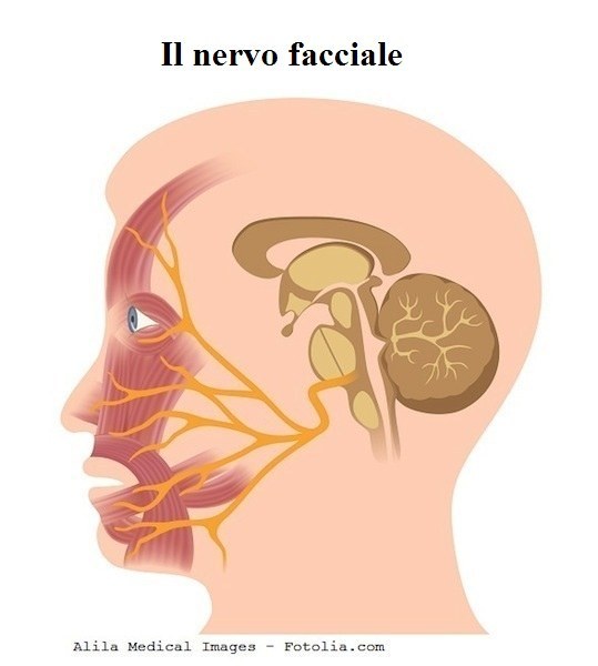 nervo-faciale