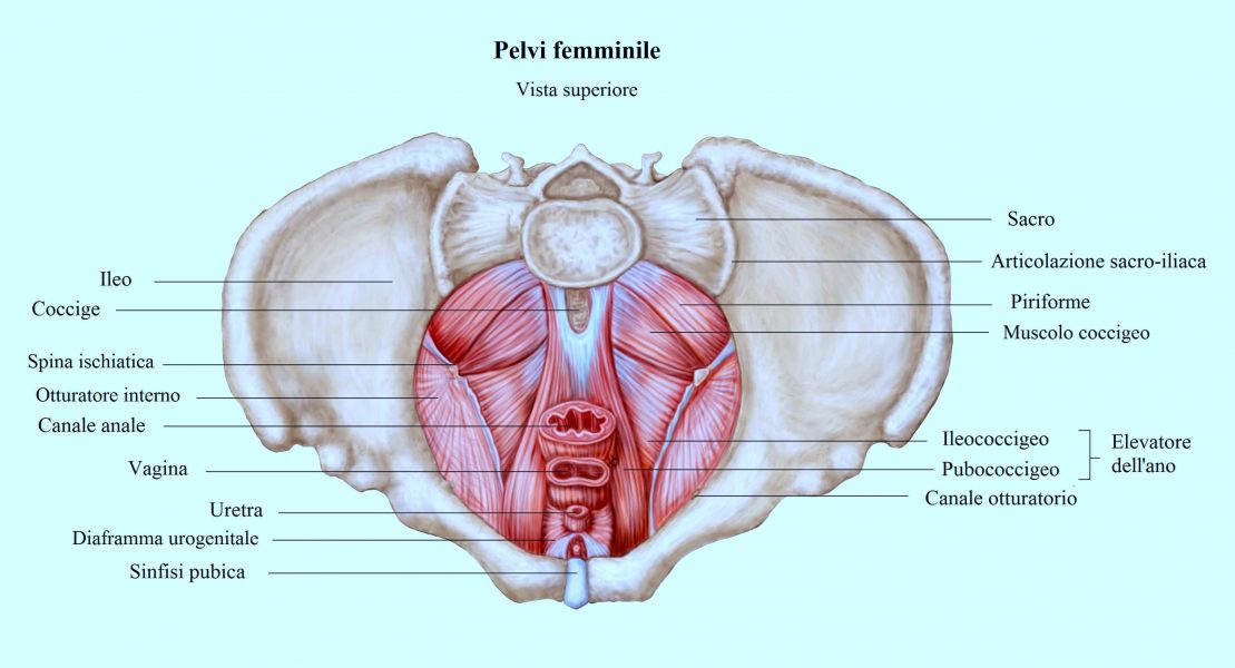 Muscoli perineali,pavimento pelvico,canale vaginale,retto.pudendo