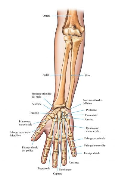 Frattura del dito,mano,ossa