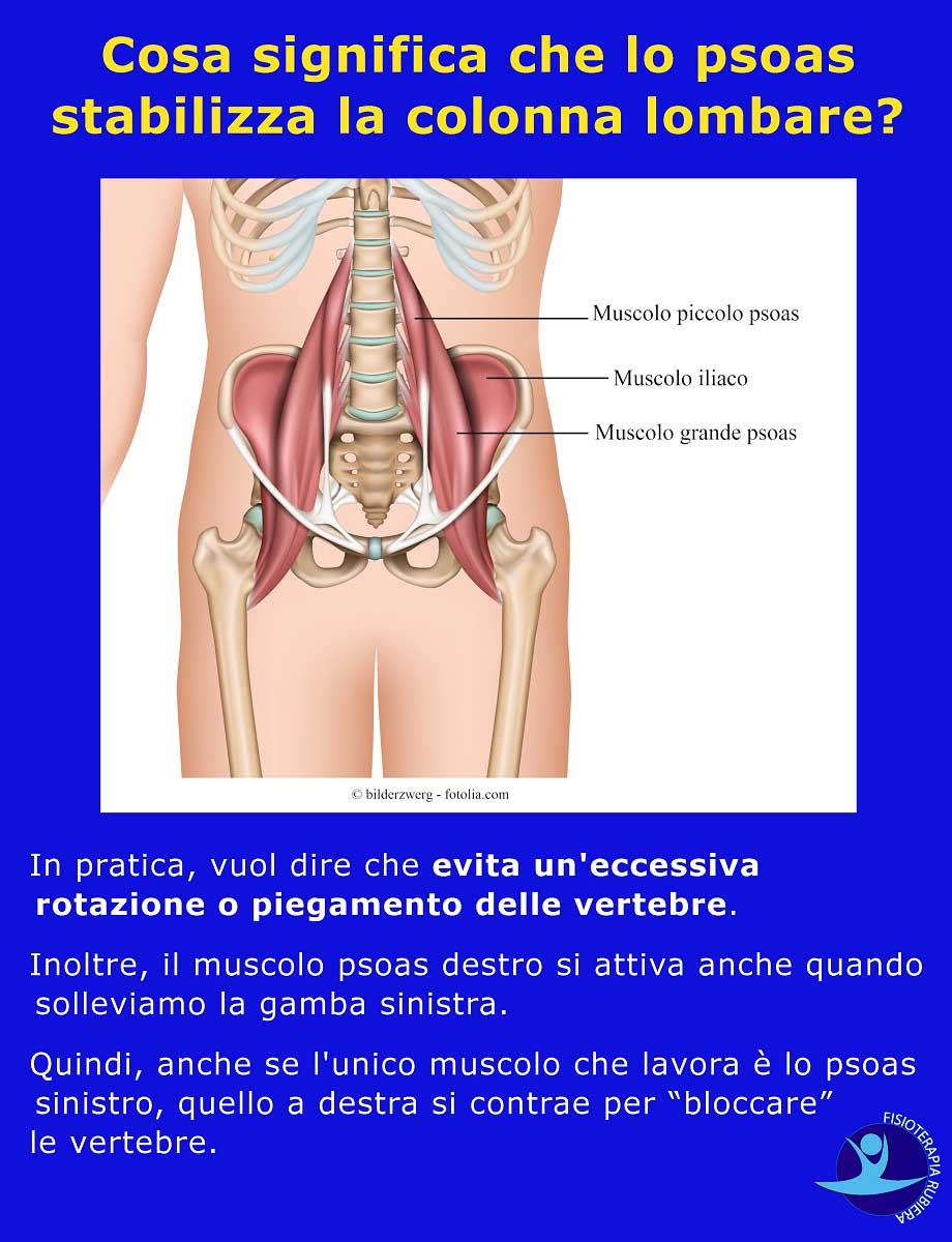 psoas-stabilizza-la-colonna-lombare