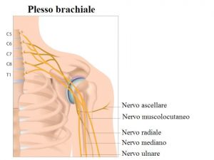 Plesso brachiale,nervo radiale,mediano,ulnare