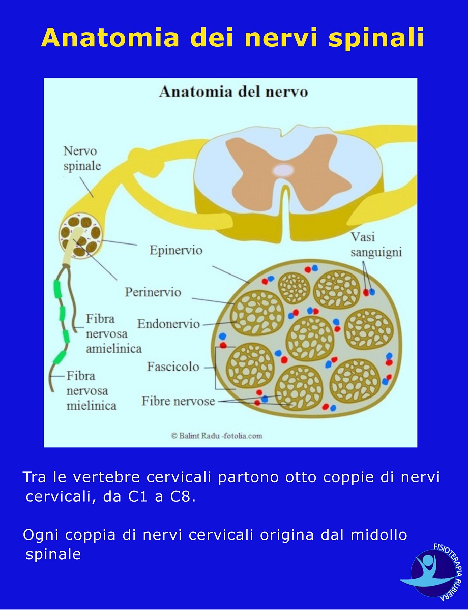 Anatomia dei nervi spinali