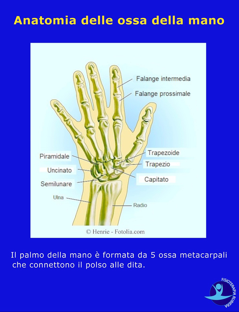 Anatomia-delle-ossa-della-mano