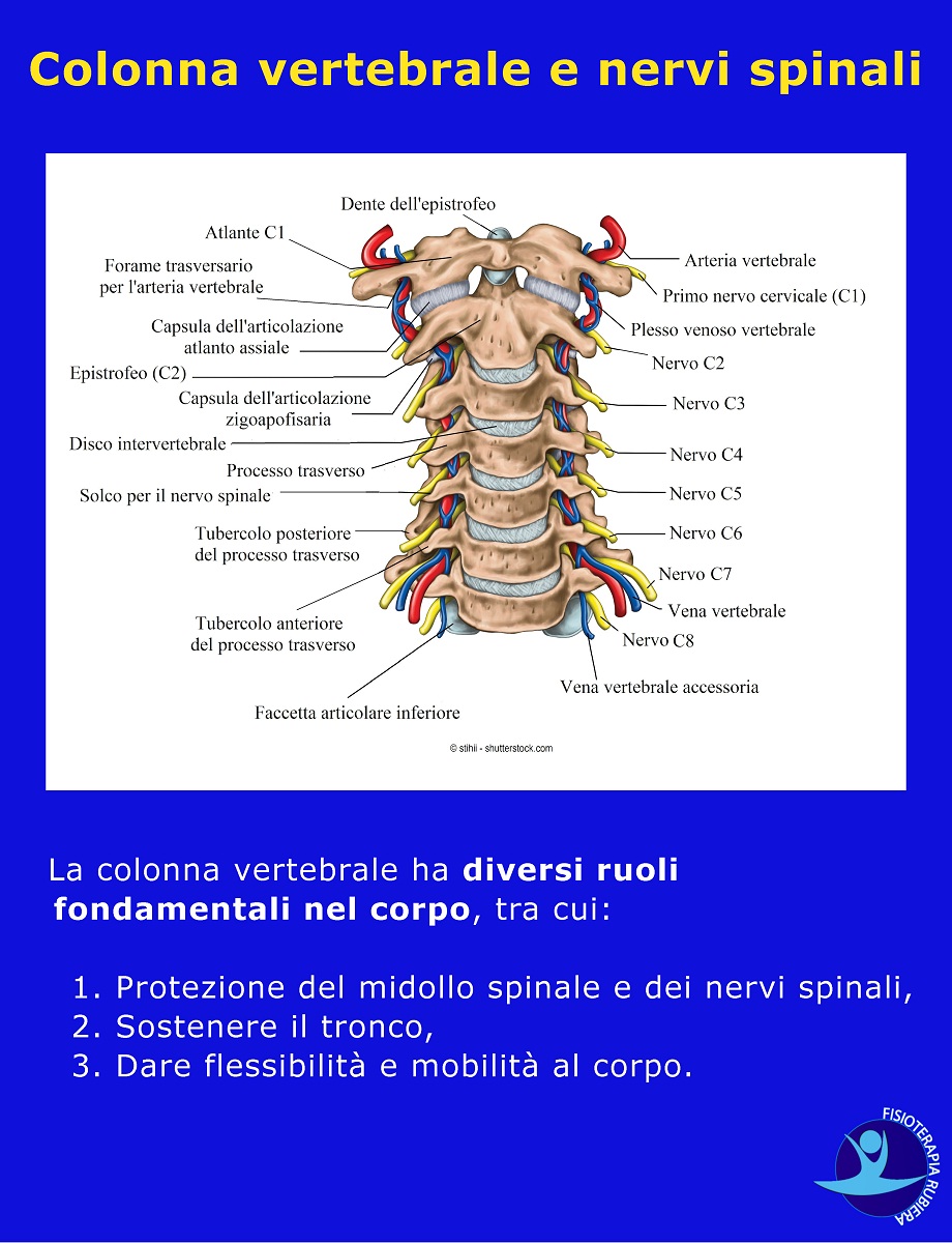 Colonna-vertebrale-e-nervi-spinali