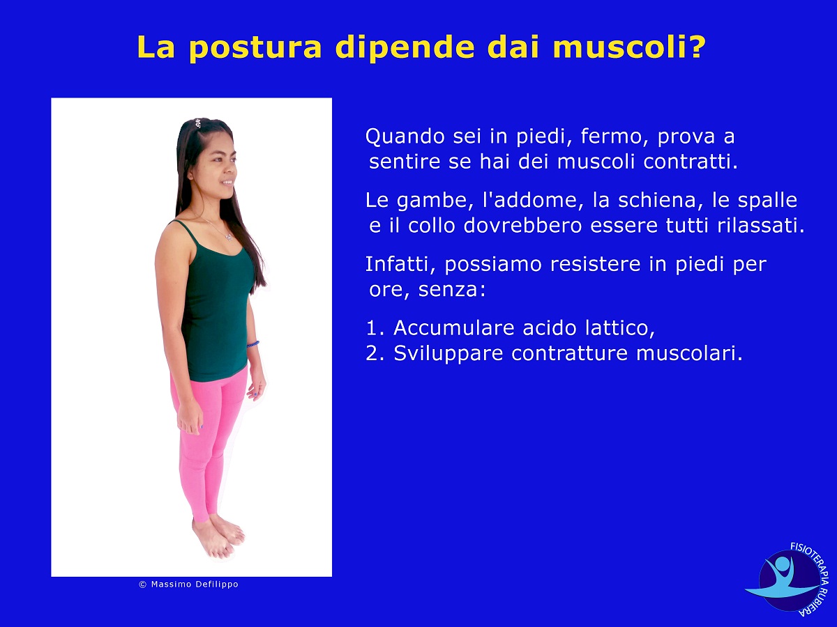 La-postura-dipende-dai-muscoli
