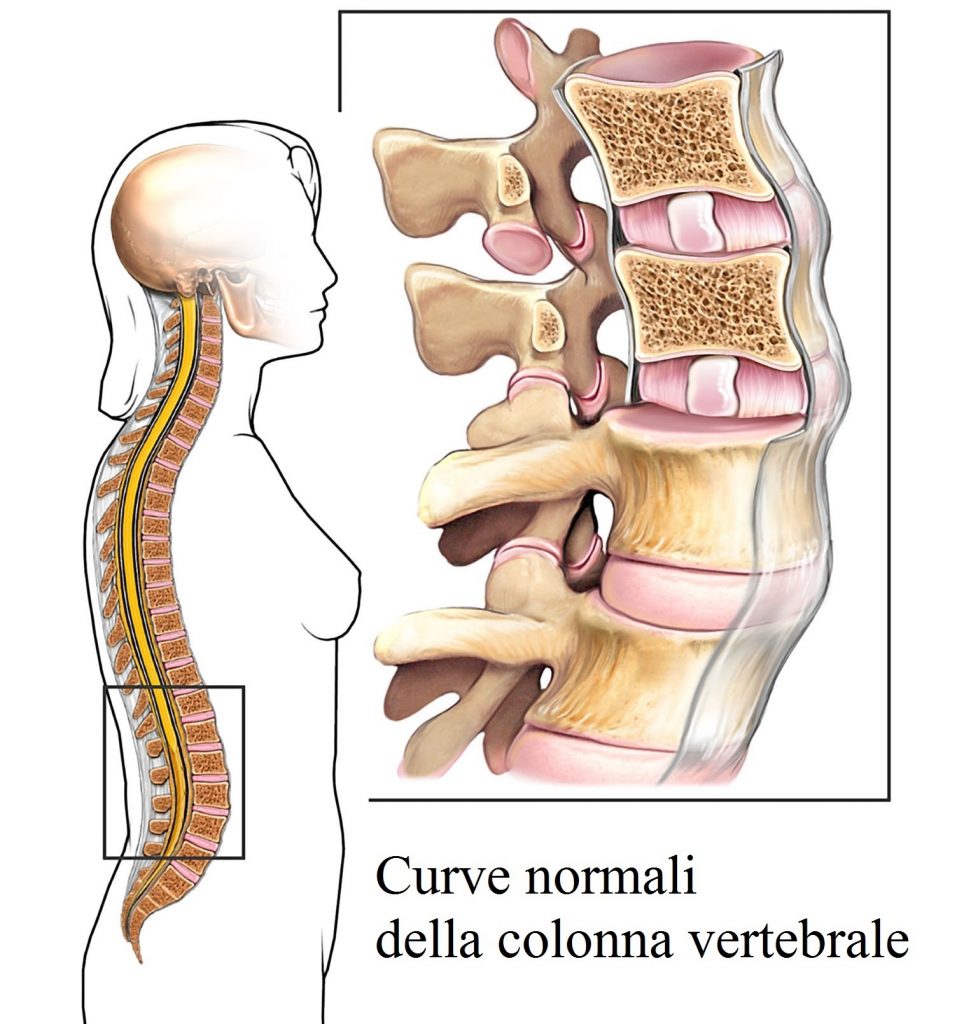 colonna-vertebrale-sana