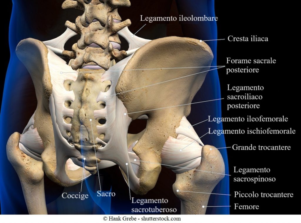 anatomia-legamenti-articolazione-sacro-iliaca
