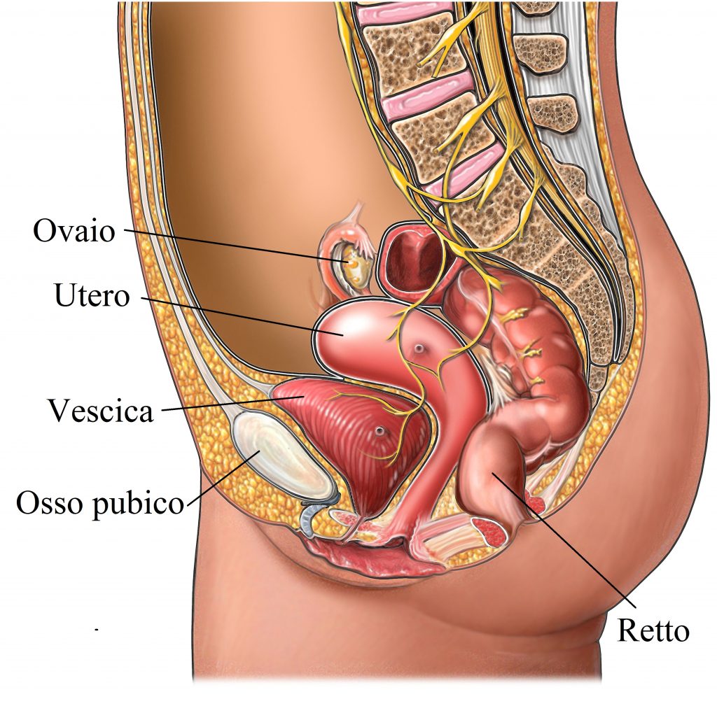 Intestino, vescica, utero
