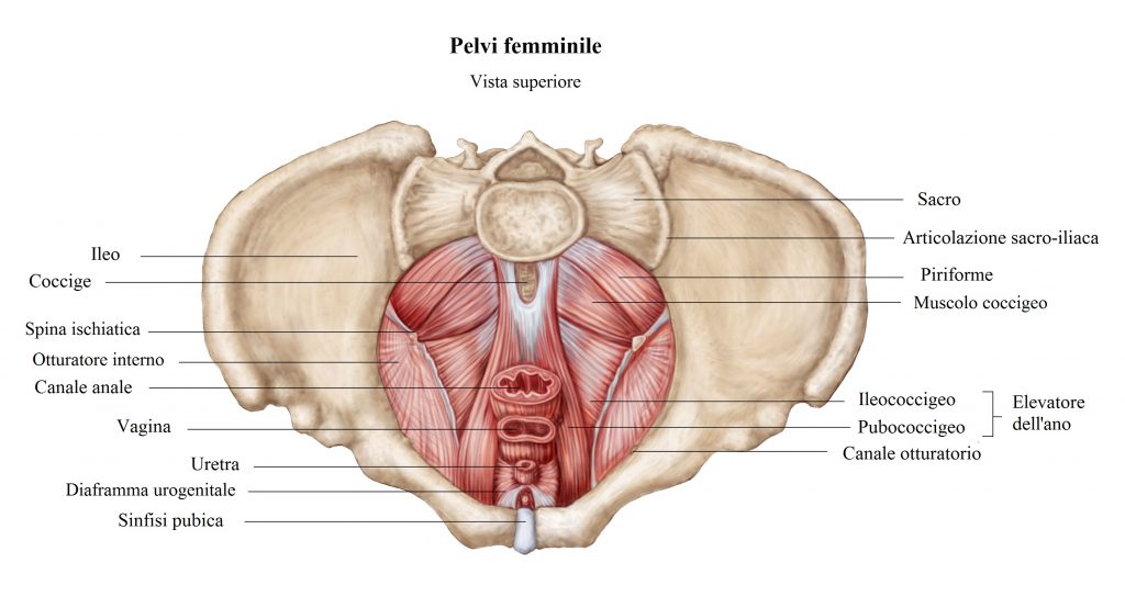 muscoli-perineali